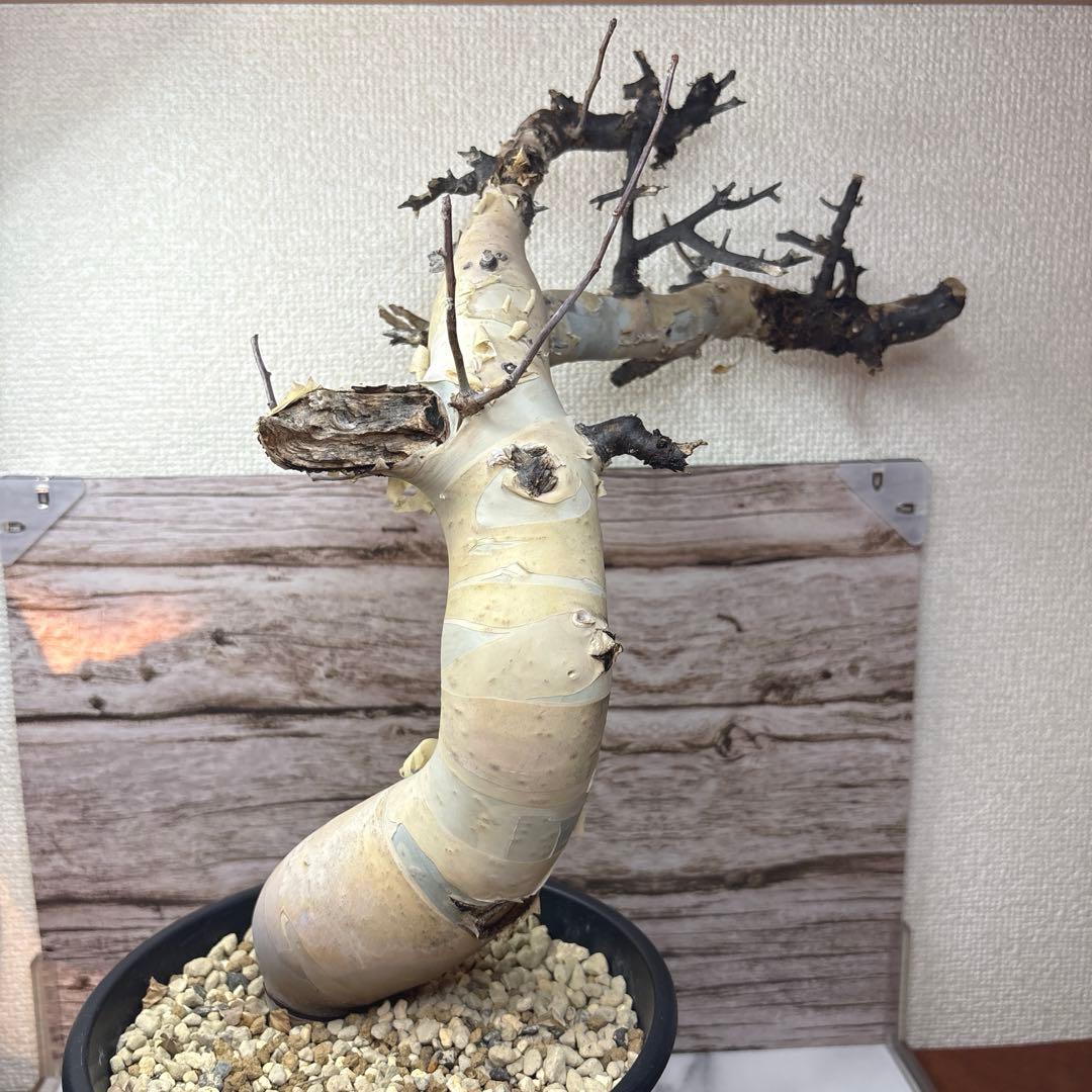 塊根植物 コミフォラ カタフ ピュア 美株
