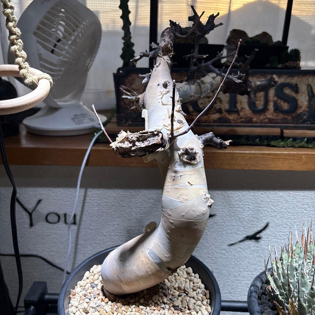 塊根植物 コミフォラ カタフ ピュア 美株