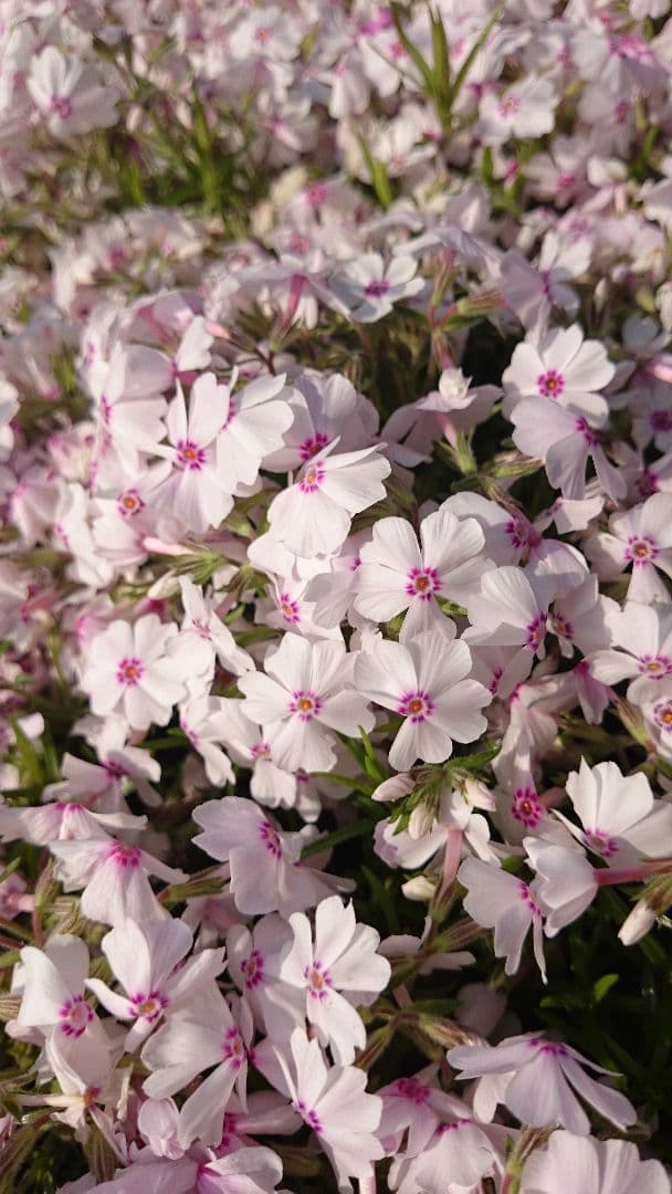 芝桜 各種 確認用