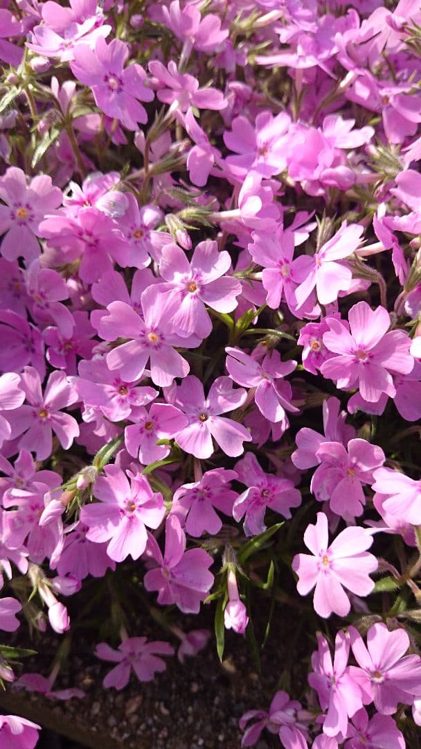 芝桜 各種 確認用