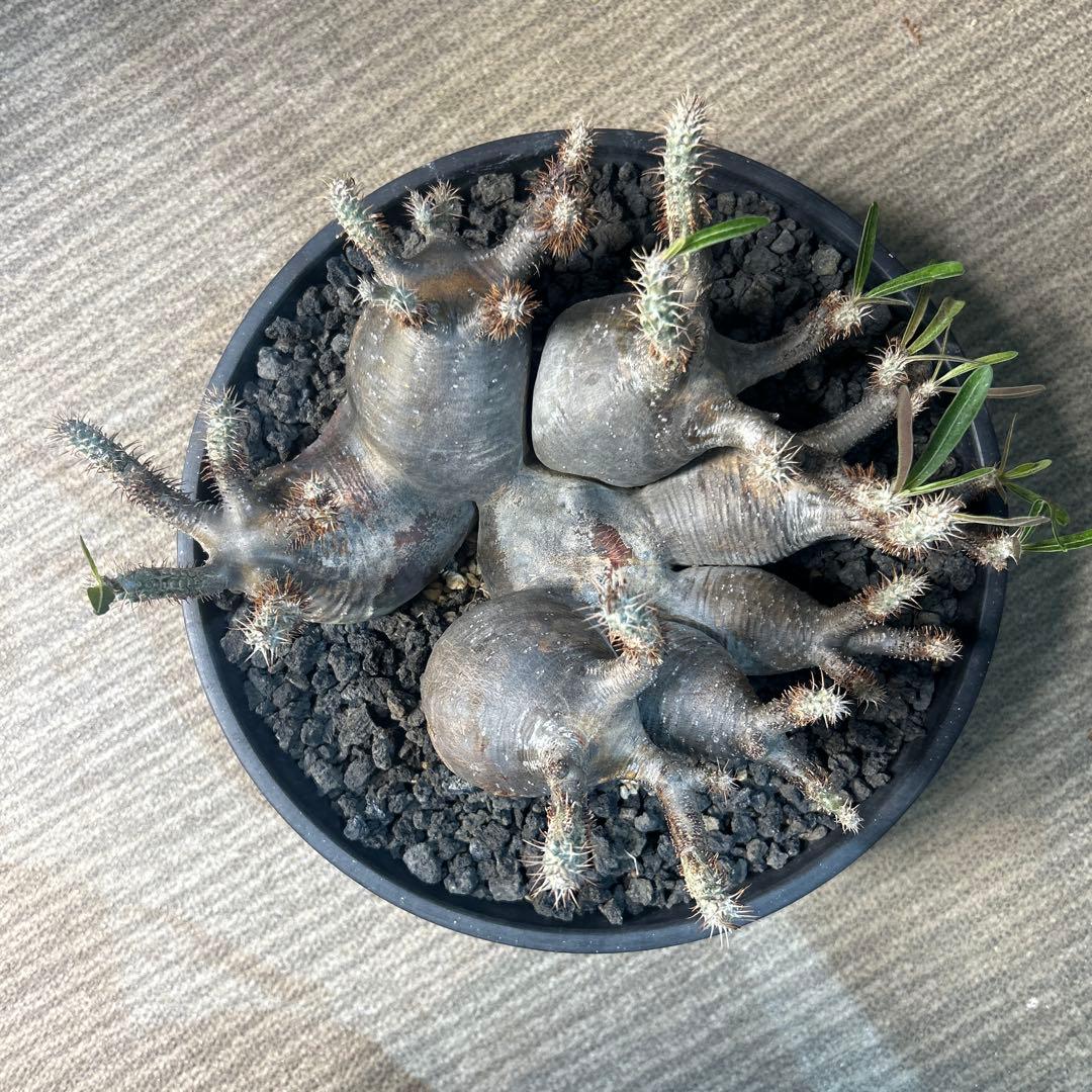 塊根植物 多頭型 黒鉢　パキポディウム　グラキリス
