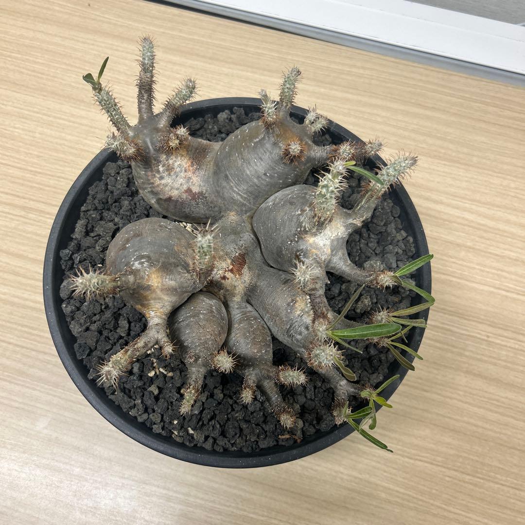 塊根植物 多頭型 黒鉢　パキポディウム　グラキリス