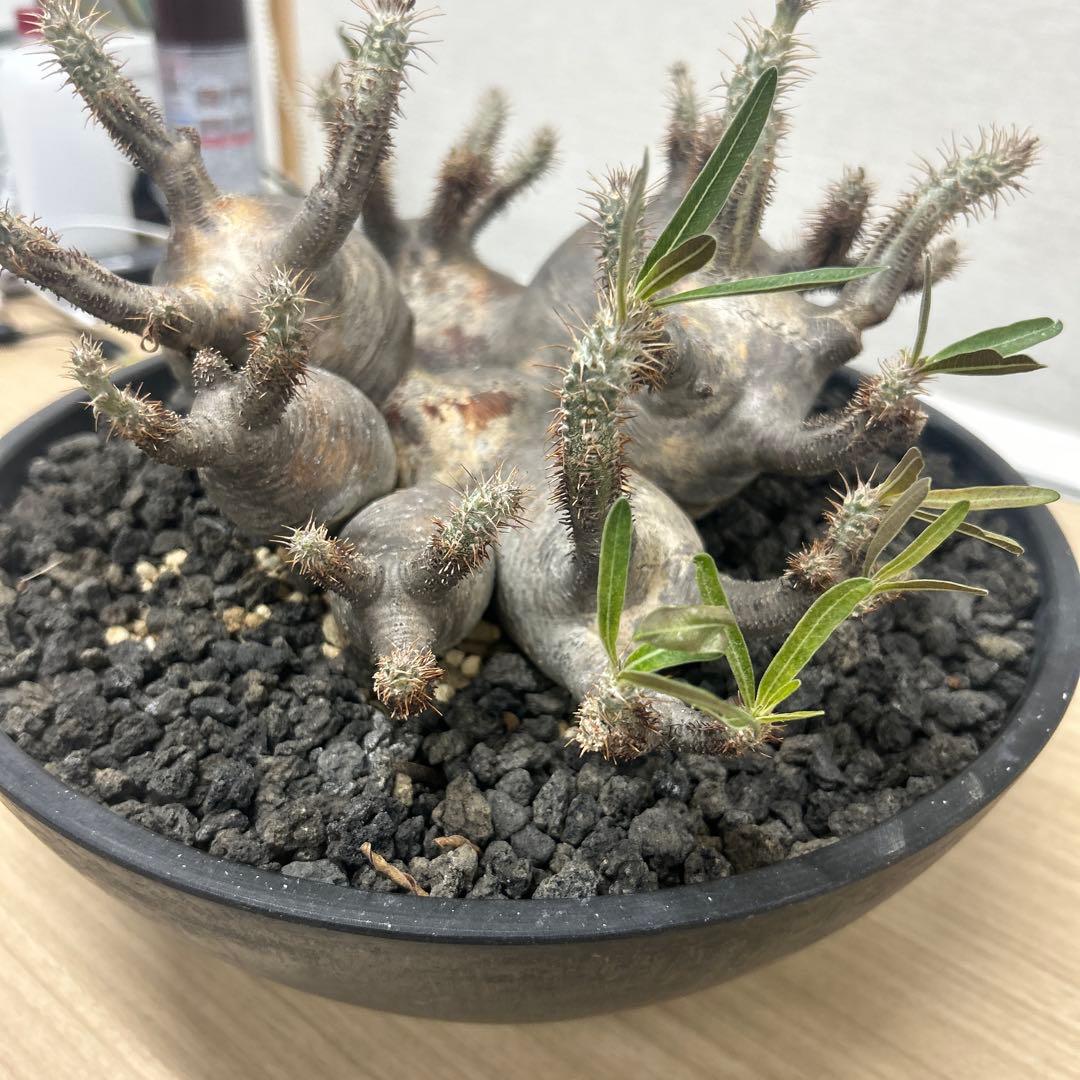 塊根植物 多頭型 黒鉢　パキポディウム　グラキリス