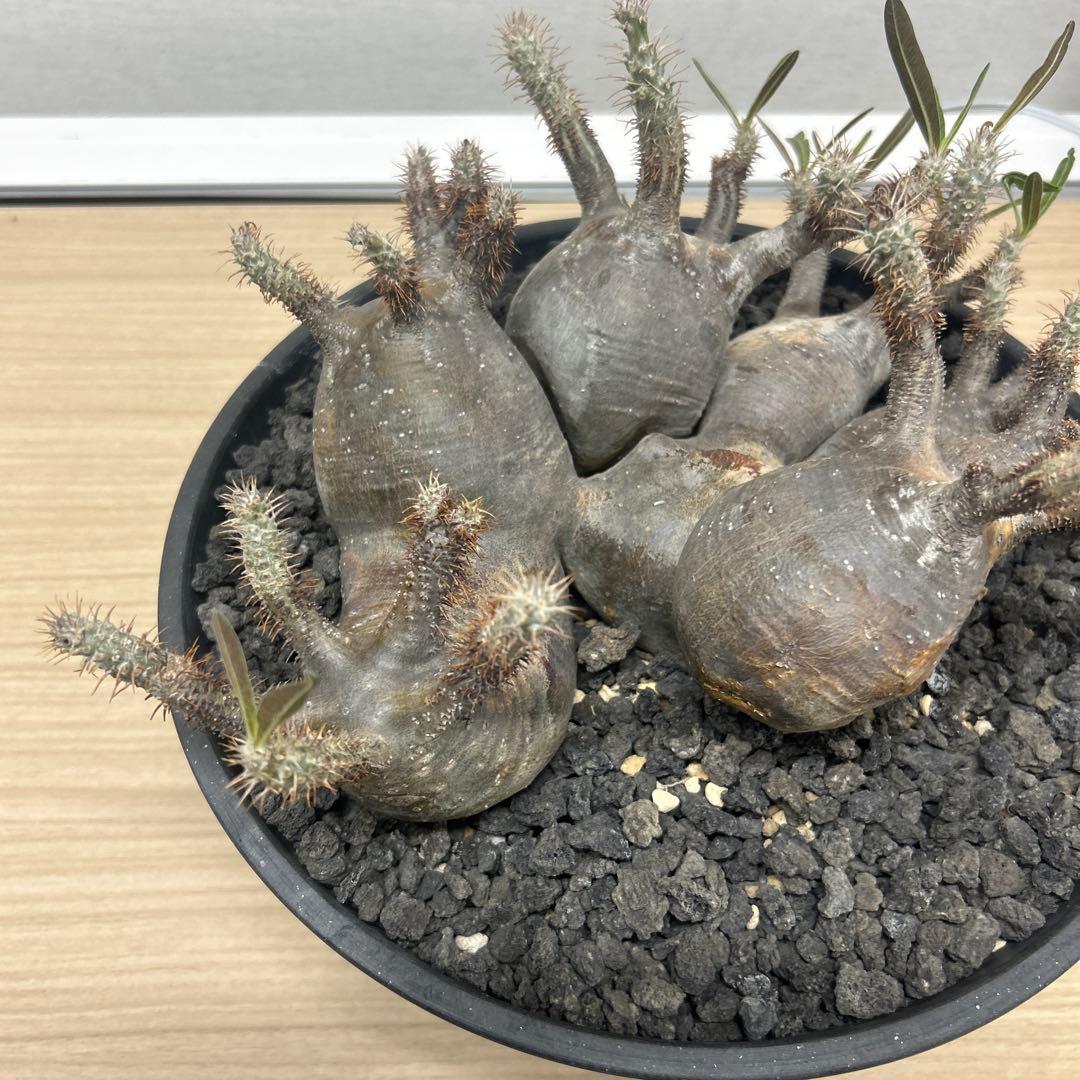 塊根植物 多頭型 黒鉢　パキポディウム　グラキリス