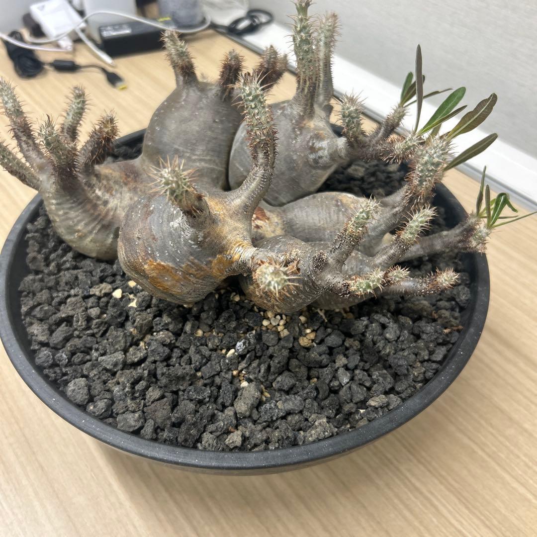 塊根植物 多頭型 黒鉢　パキポディウム　グラキリス