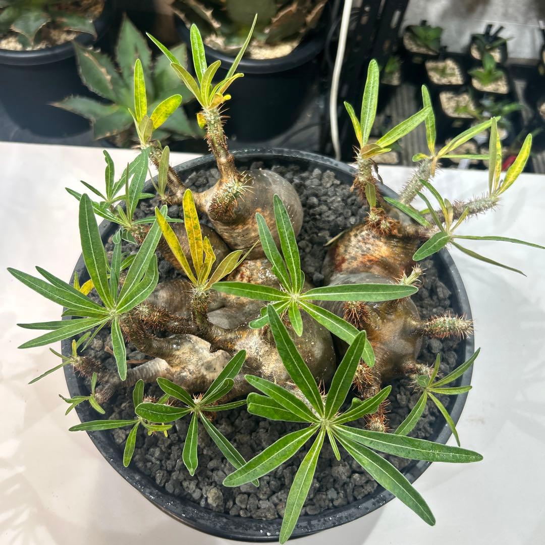 塊根植物 多頭型 黒鉢　パキポディウム　グラキリス