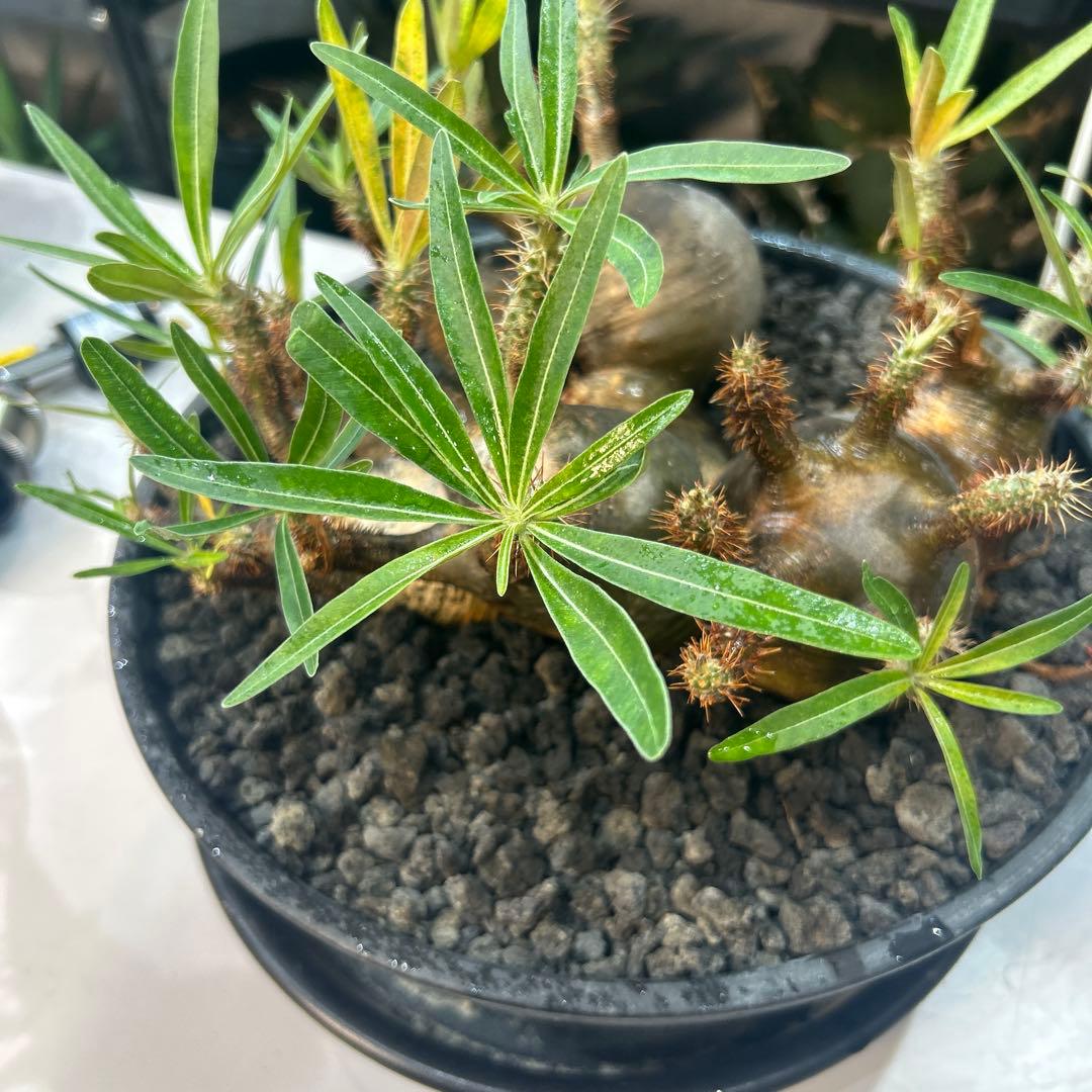 塊根植物 多頭型 黒鉢　パキポディウム　グラキリス