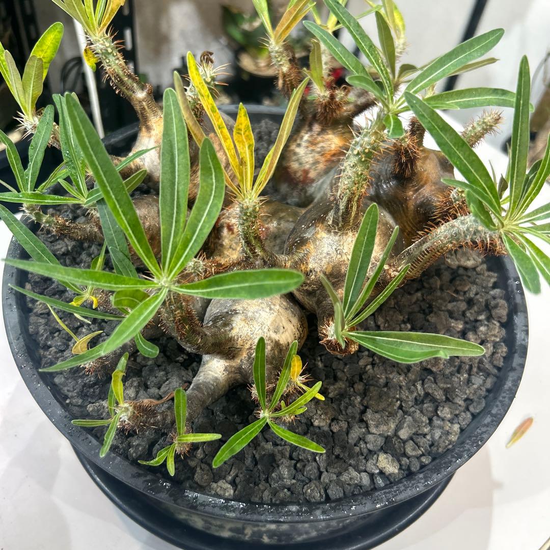塊根植物 多頭型 黒鉢　パキポディウム　グラキリス