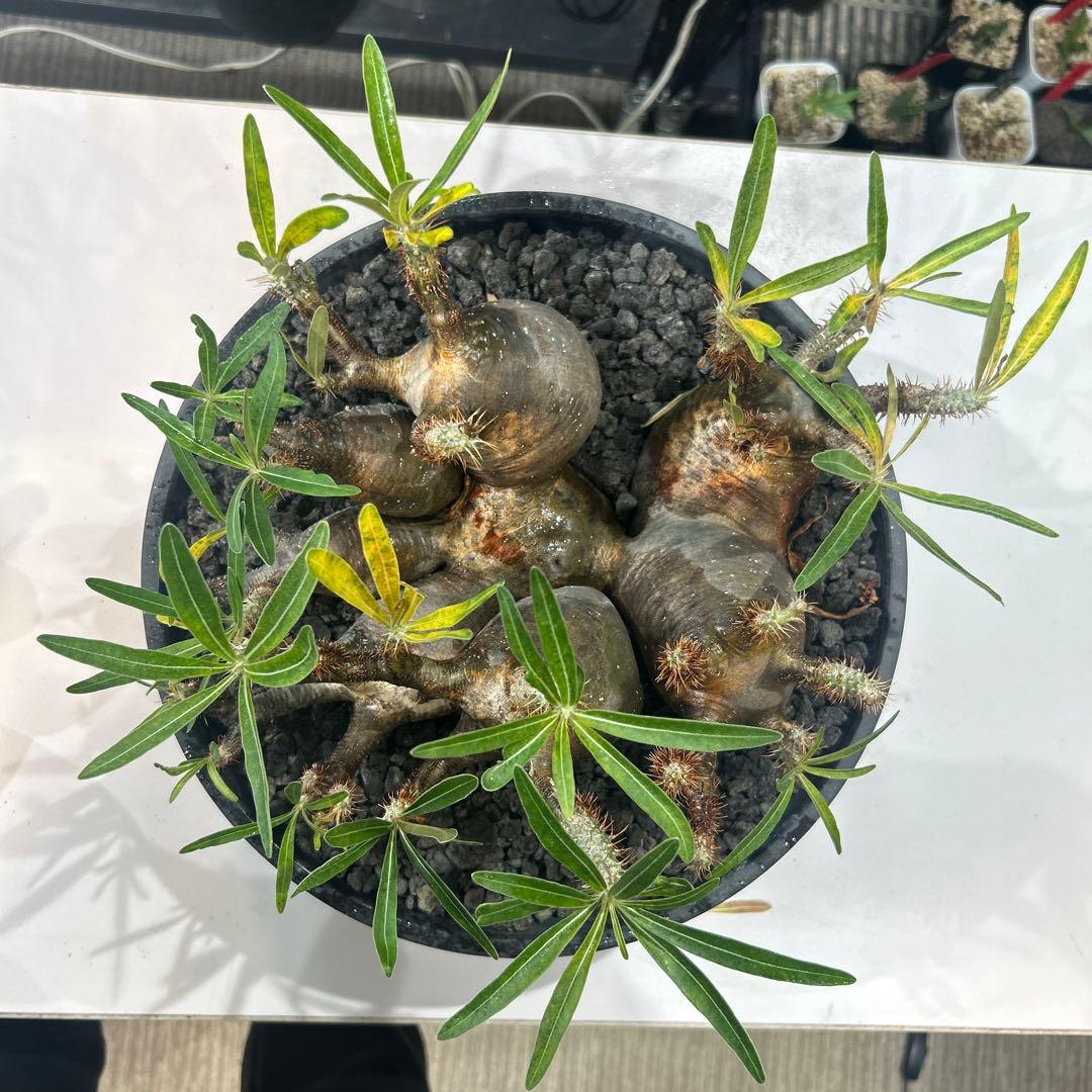 塊根植物 多頭型 黒鉢　パキポディウム　グラキリス