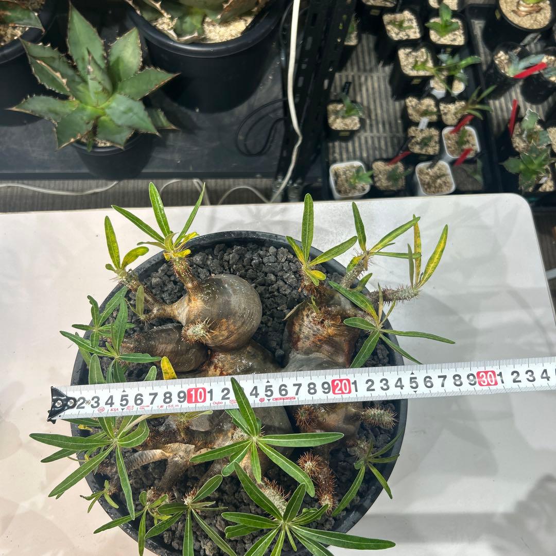 塊根植物 多頭型 黒鉢　パキポディウム　グラキリス