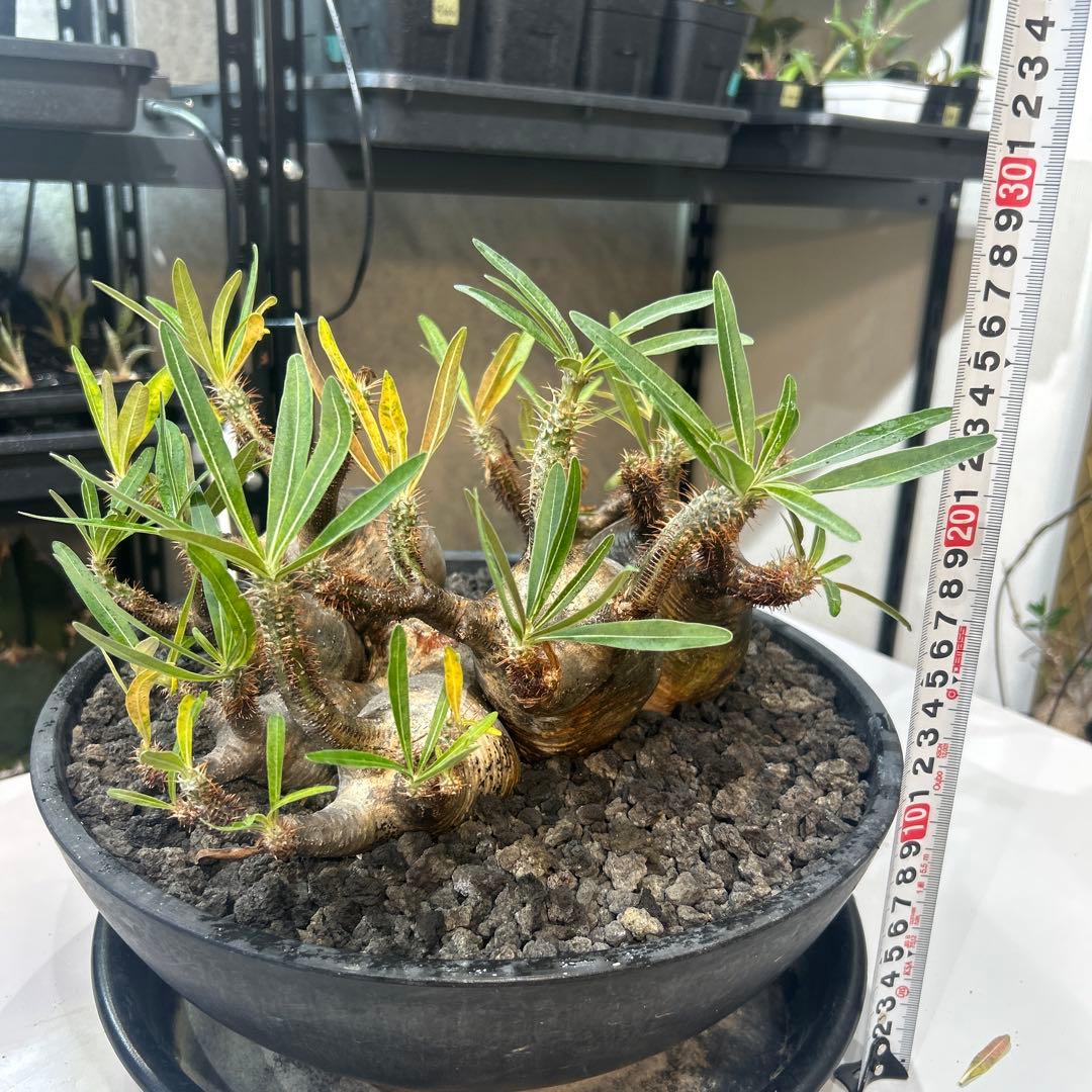 塊根植物 多頭型 黒鉢　パキポディウム　グラキリス
