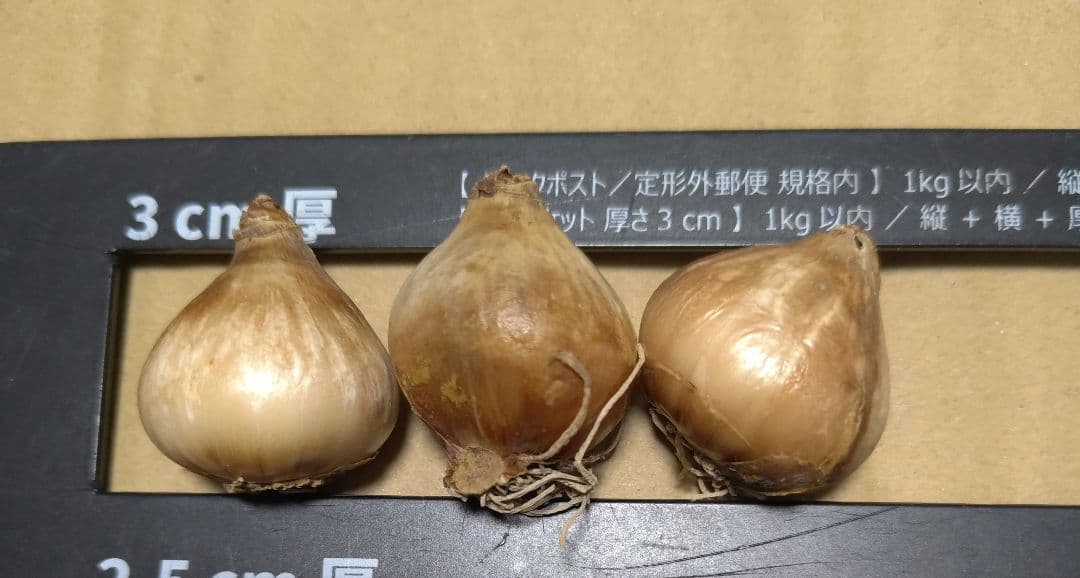 はなねこ 優良良質球根 八重咲きスノードロップ３０球