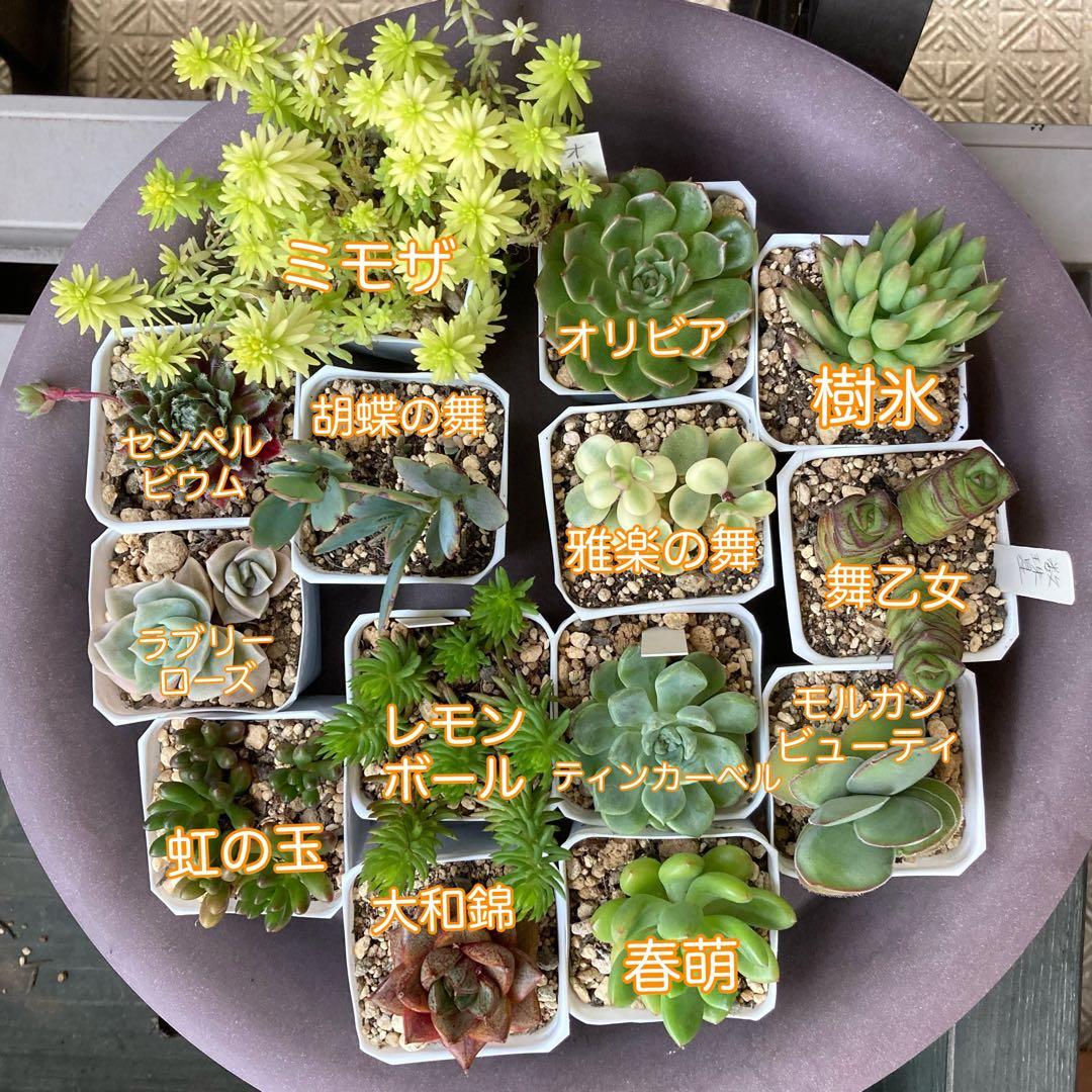 ■ 多肉植物 ミモザ・大和錦・モルガンビューティ等 抜き苗 ■ 14種類