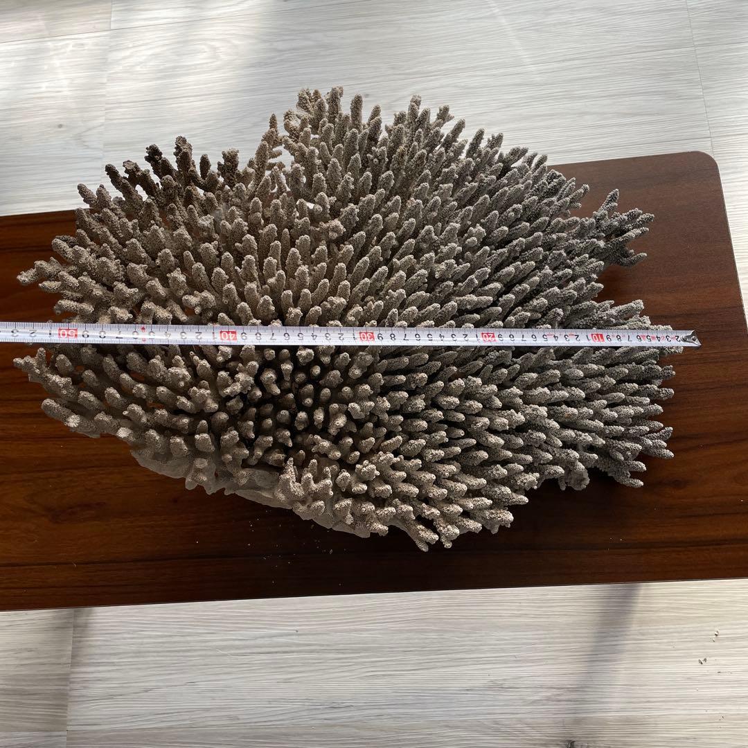 珊瑚 天然 大型 約50×35cm 約8kg インテリア オブジェ
