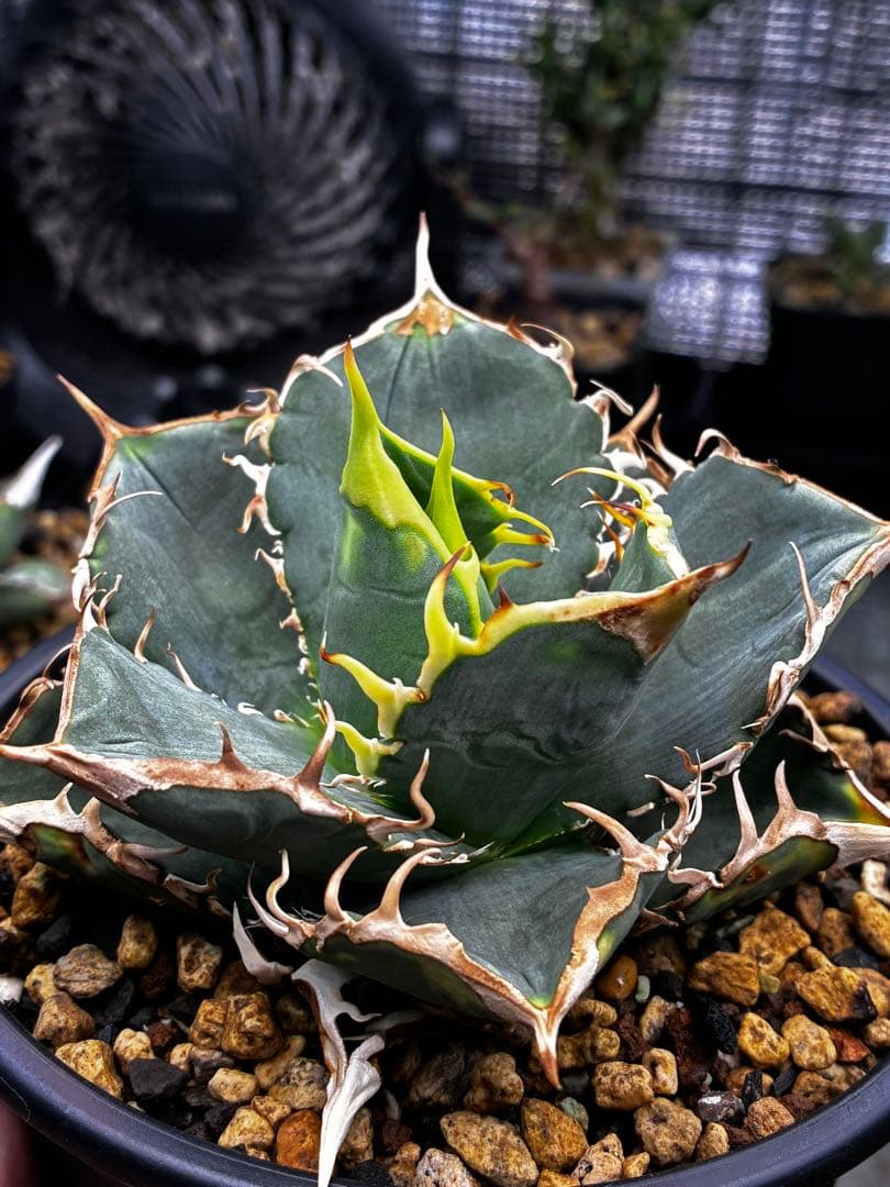 アガベ AGAVE TITANOTA Netherland No Name
