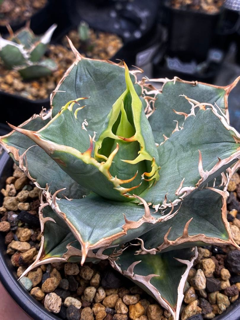 アガベ AGAVE TITANOTA Netherland No Name