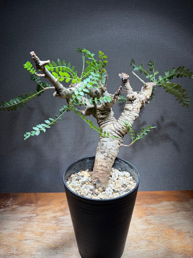 ボスウェリア・ネグレクタ 発根済み