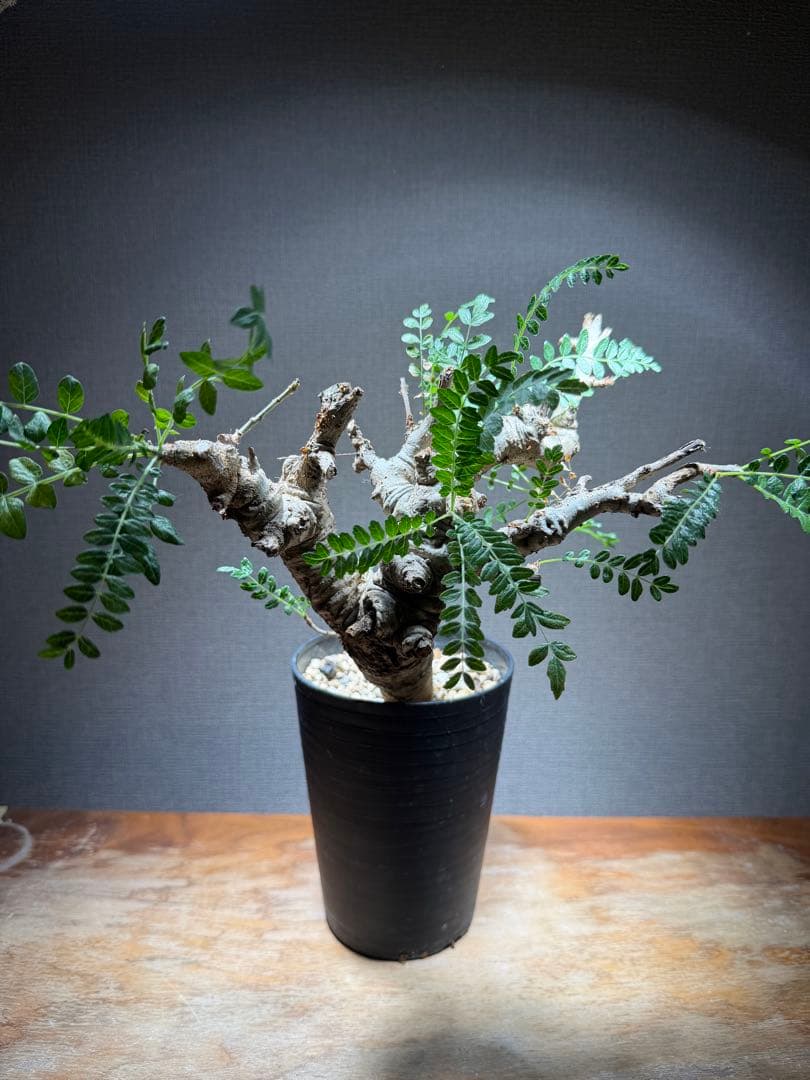 ボスウェリア・ネグレクタ 発根済み