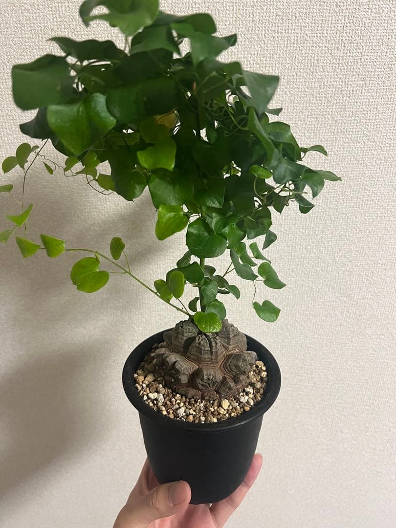 4号鉢　亀甲竜　良型美株