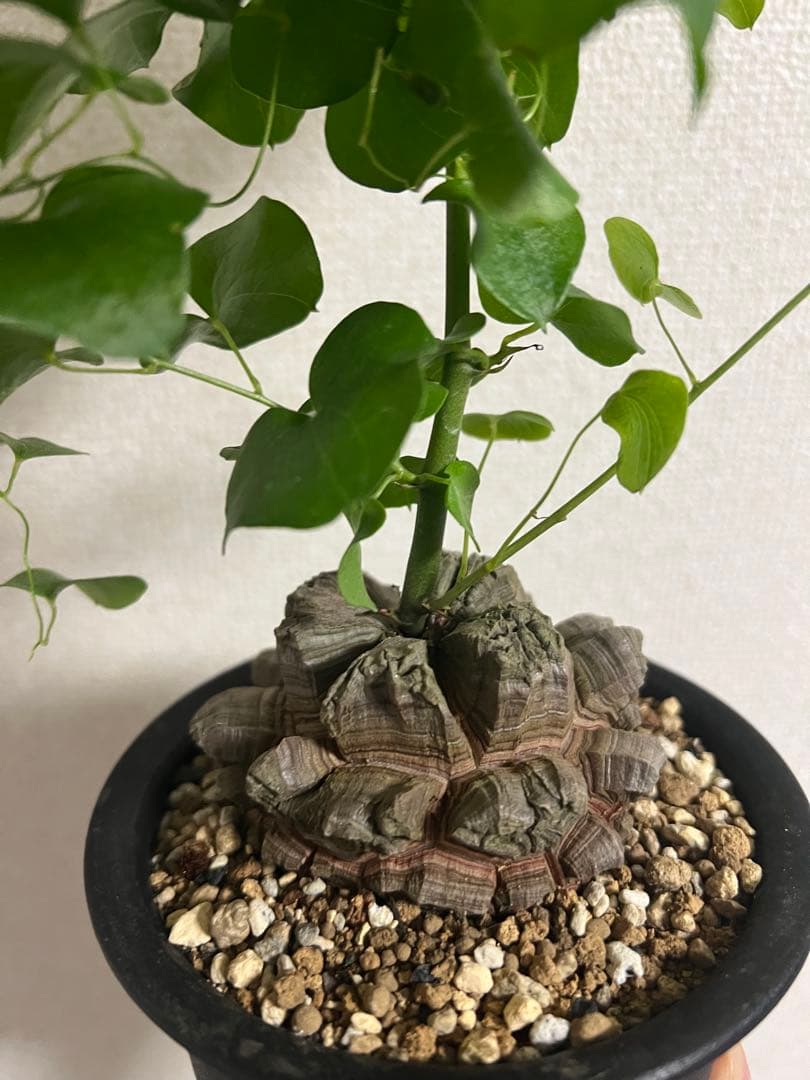 4号鉢　亀甲竜　良型美株