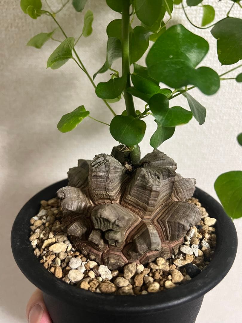 4号鉢　亀甲竜　良型美株