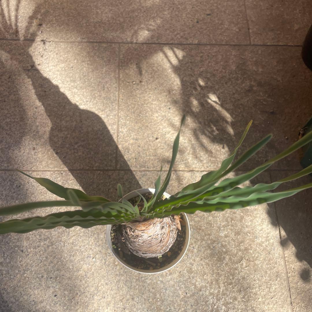 ブーファン ディスティチャ