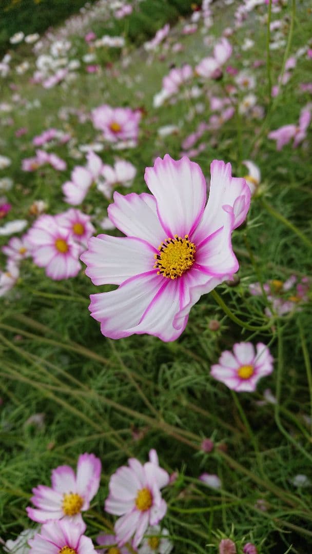 コメント  連絡用です。