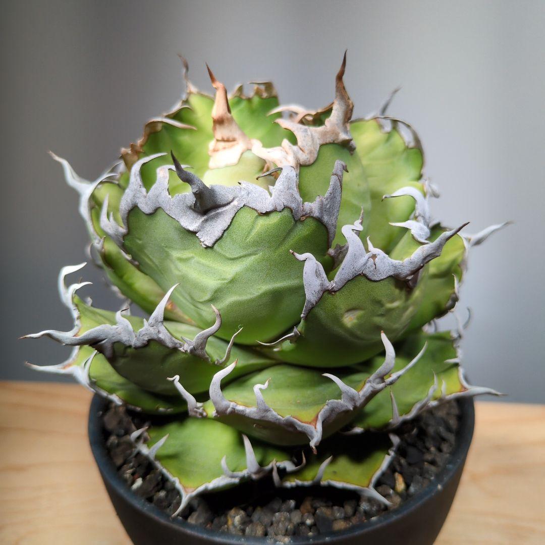 アガベ　シーザー　子株つき