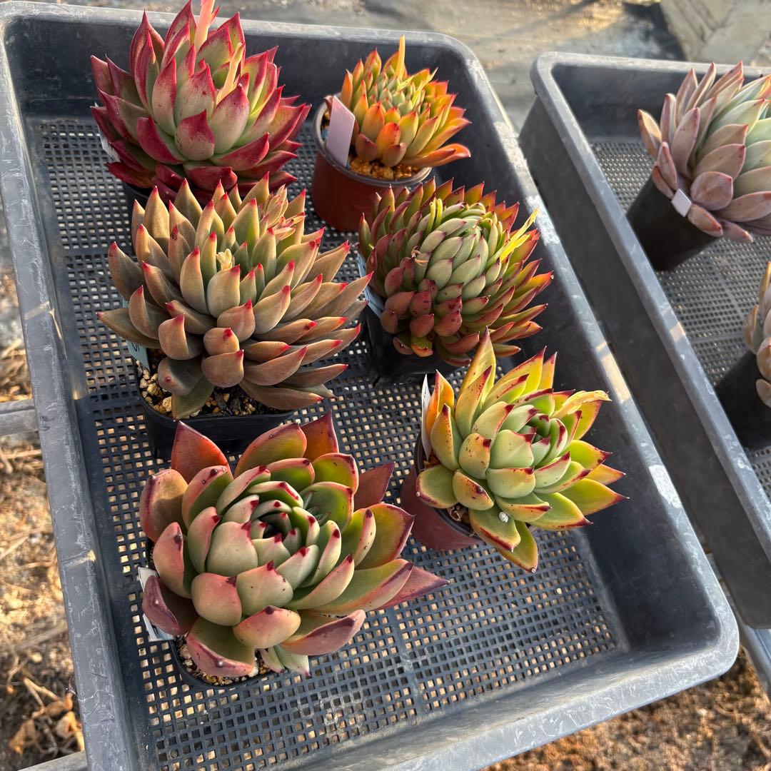 エケベリア 6種 ツヤツヤバキバキセット 抜き苗 多肉植物