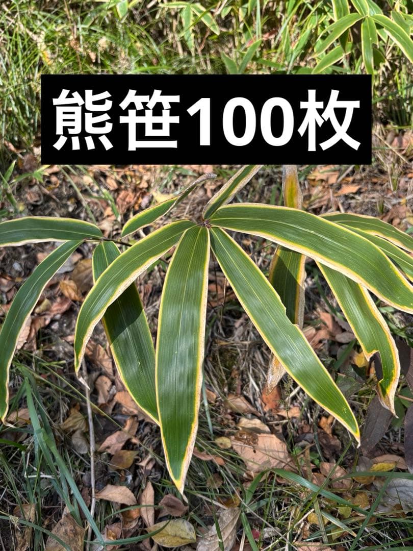 熊笹　　門松