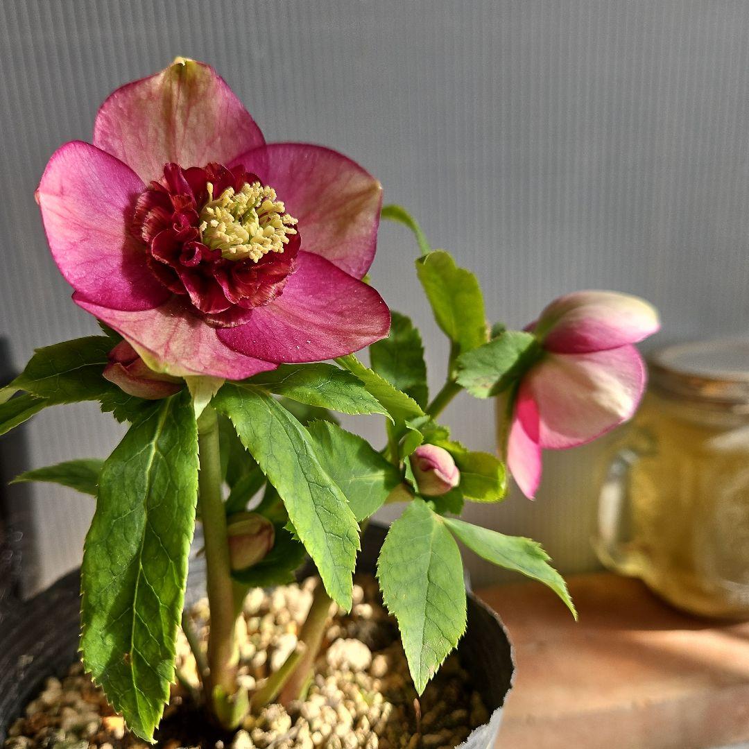 ㉖-219クリスマスローズ