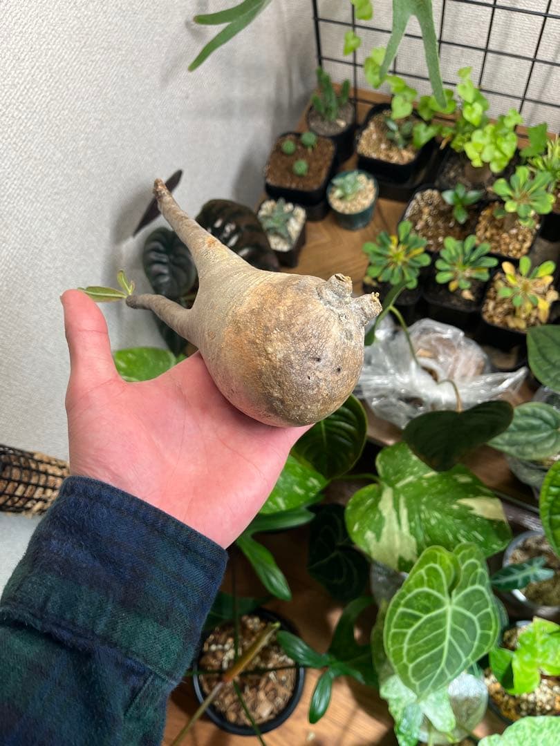 塊根植物 パキポディウムグラキリス