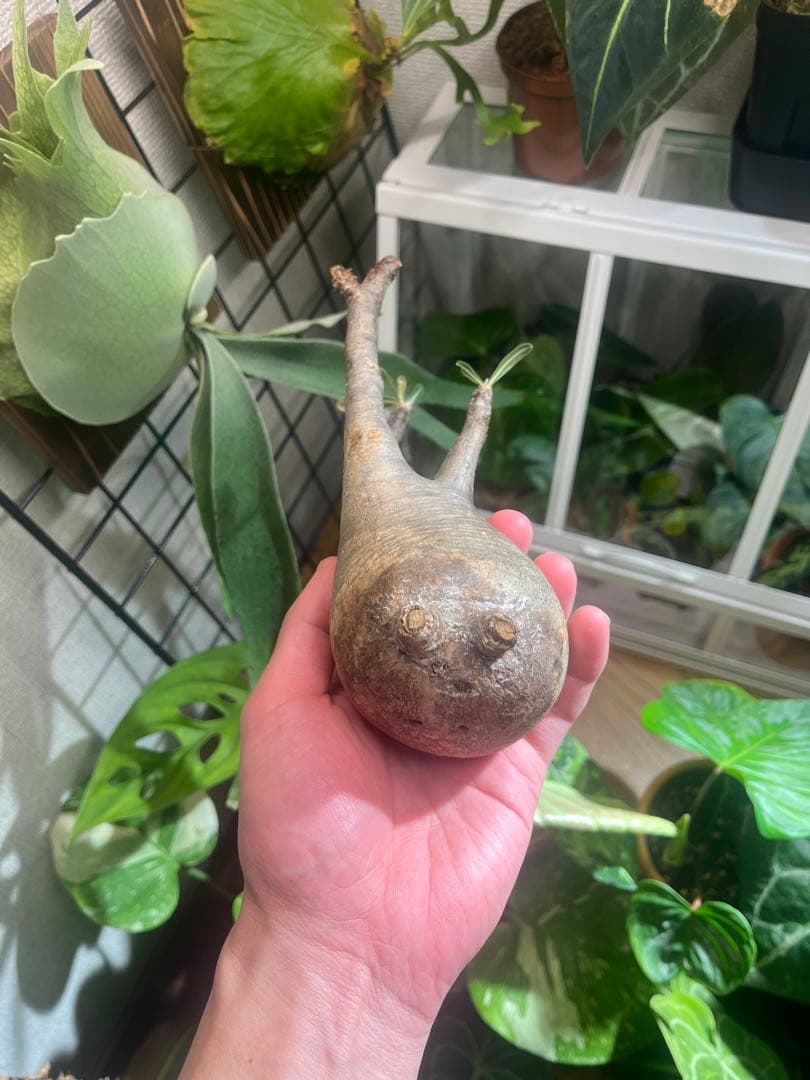 塊根植物 パキポディウムグラキリス