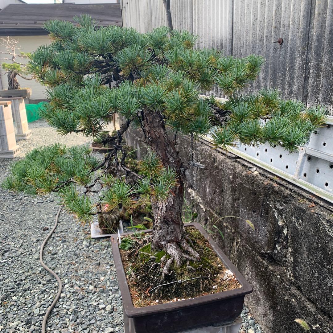 五葉松　双幹