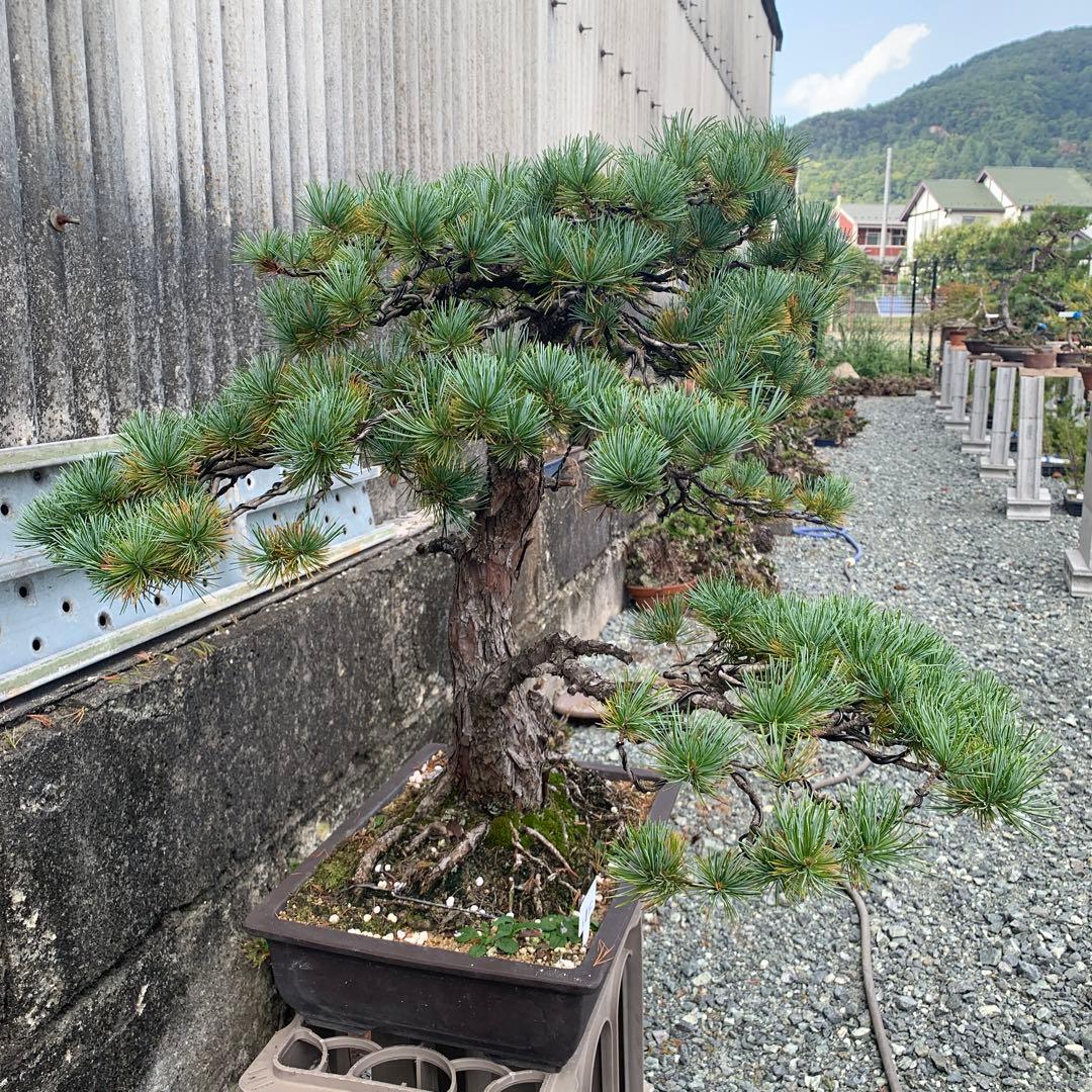 五葉松　双幹