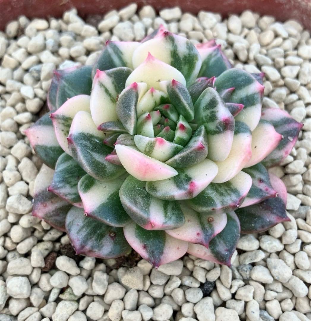 多肉植物　オリビア色錦　抜き苗
