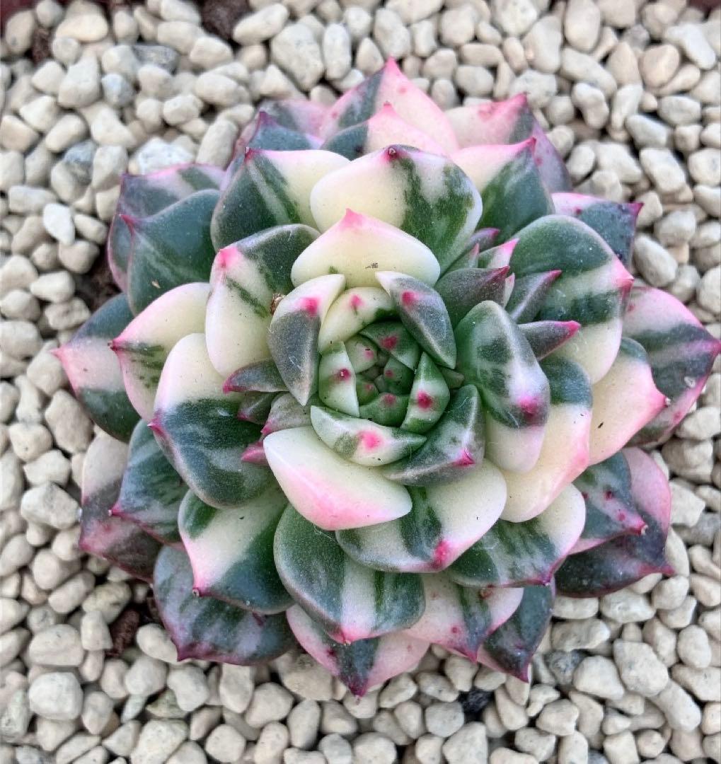 多肉植物　オリビア色錦　抜き苗