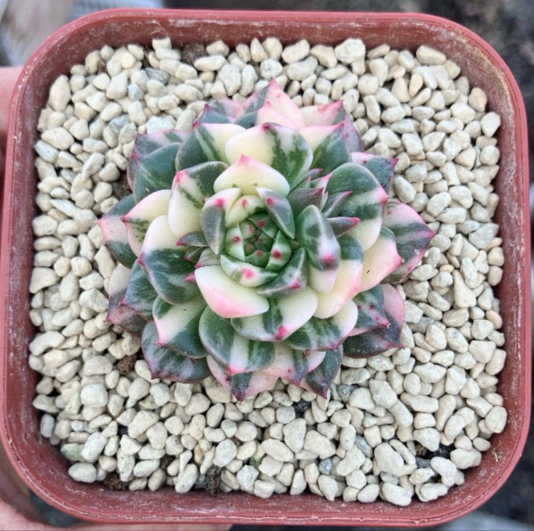多肉植物　オリビア色錦　抜き苗