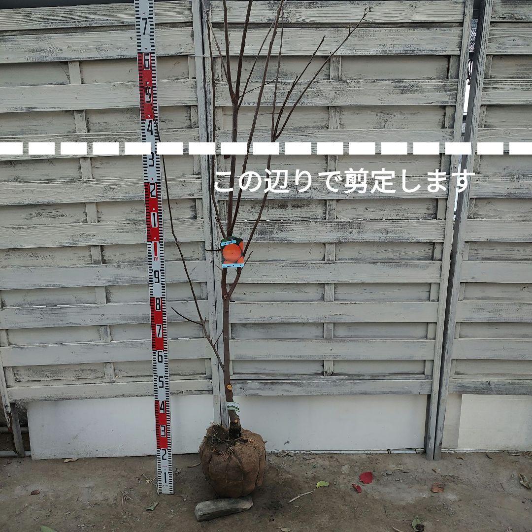 麗玉柿 苗木 登録品種 3年生