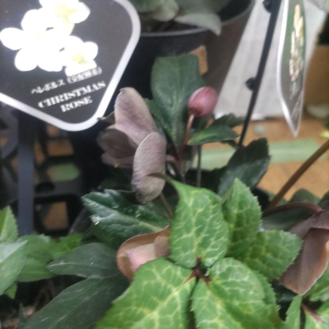 花付きクリスマスローズ⭐️5鉢セット