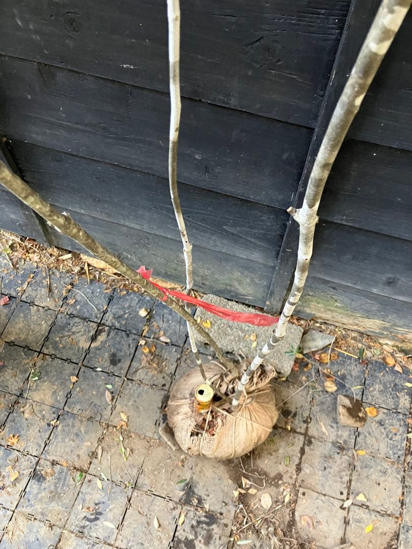 山採り　アオダモ　コナラ　混合株