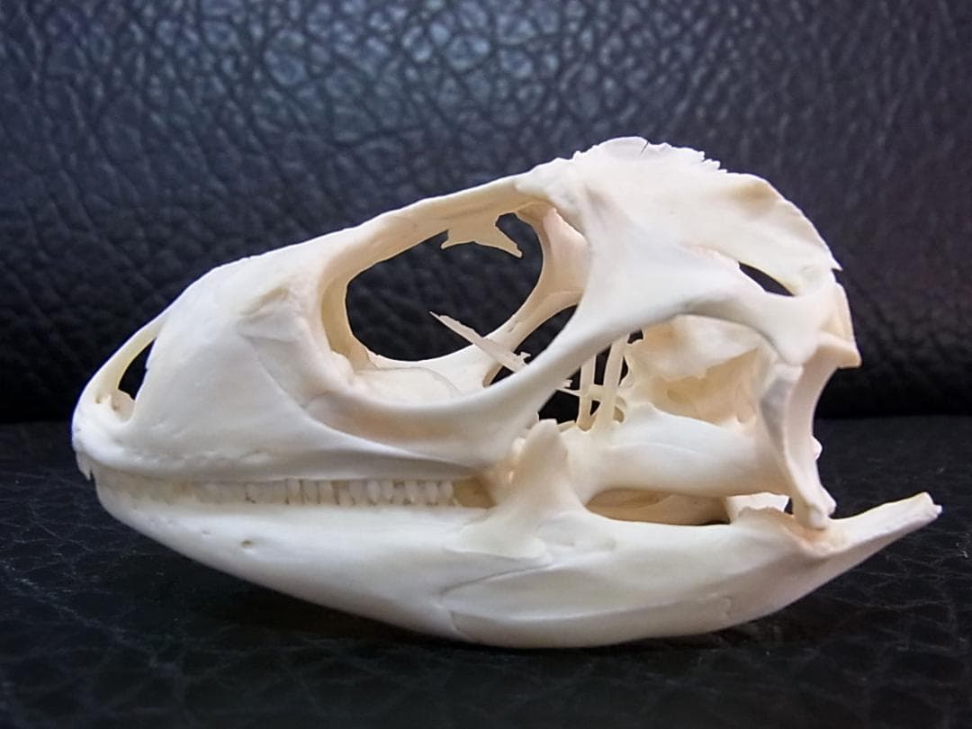 良品！グリーンイグアナの頭骨 Mサイズ（8.5ｃｍ）