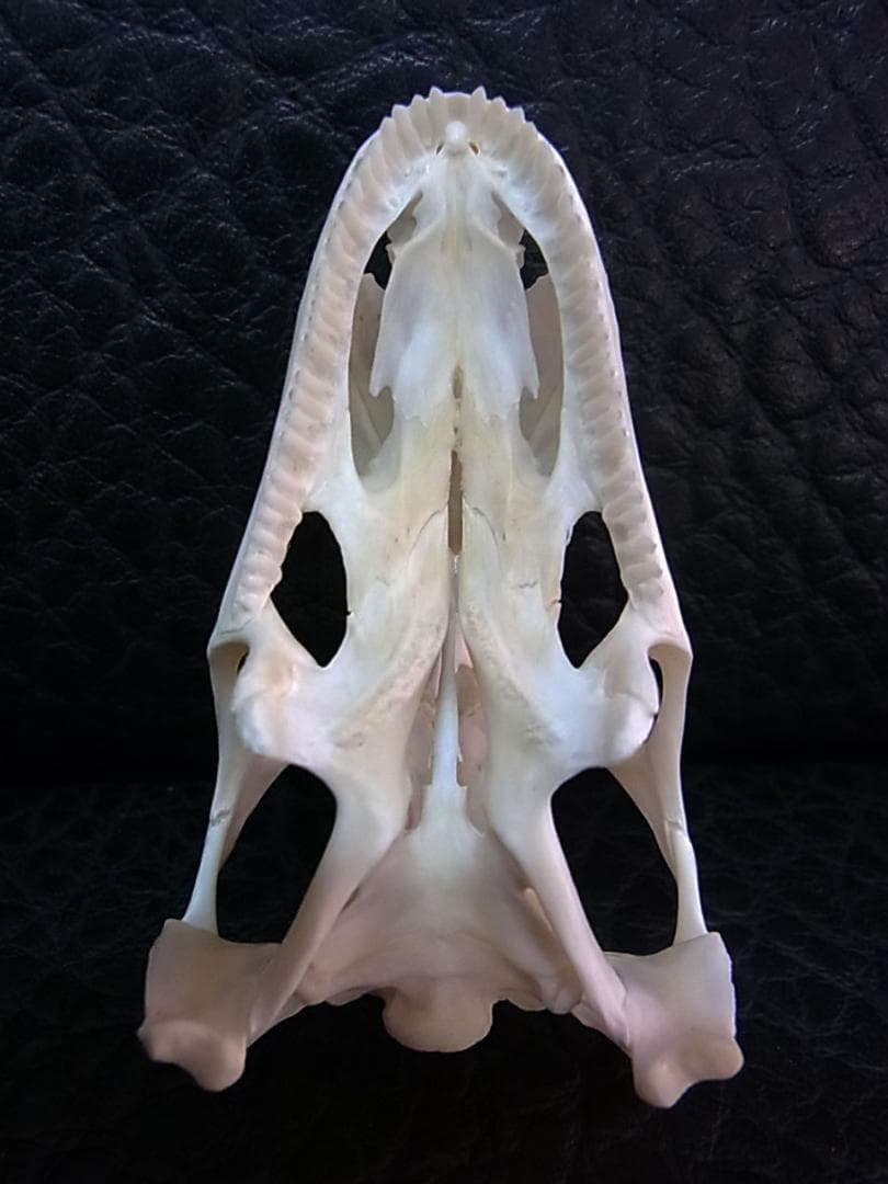 良品！グリーンイグアナの頭骨 Mサイズ（8.5ｃｍ）