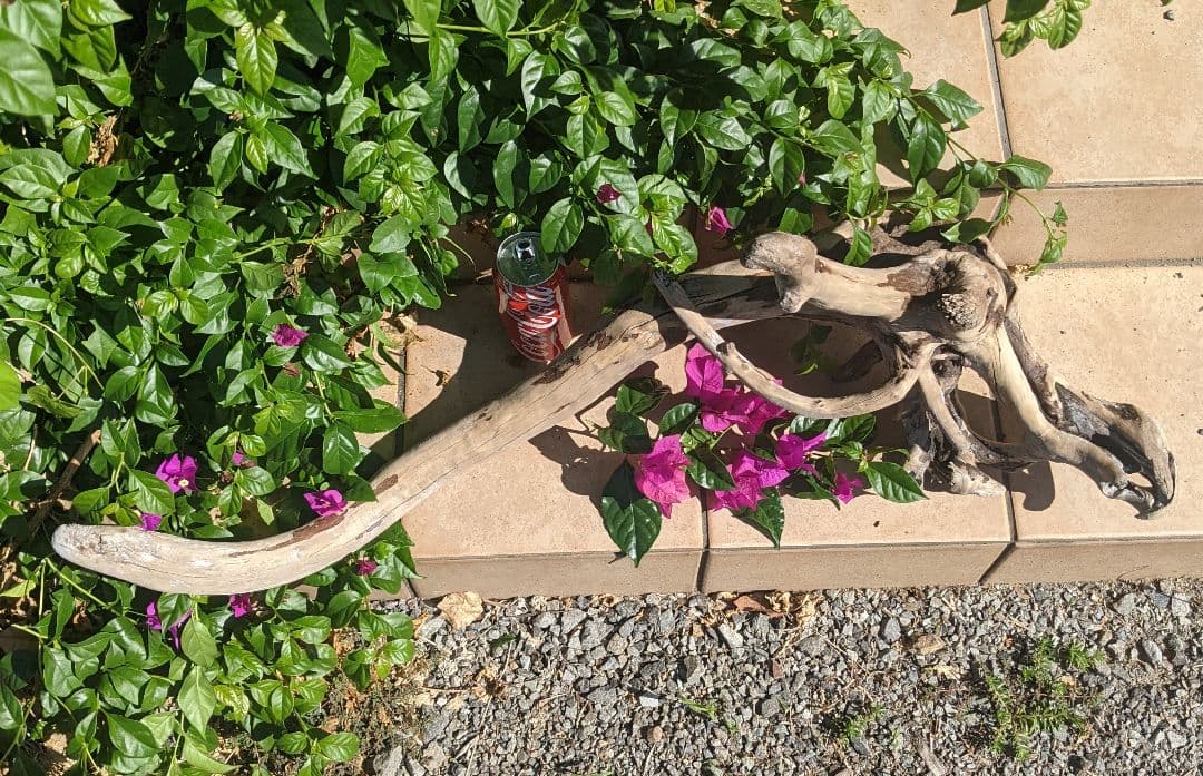 最終価格!!AX18【超大型流木】ロックガーデン向き/爬虫類等レイアウト/洗浄済