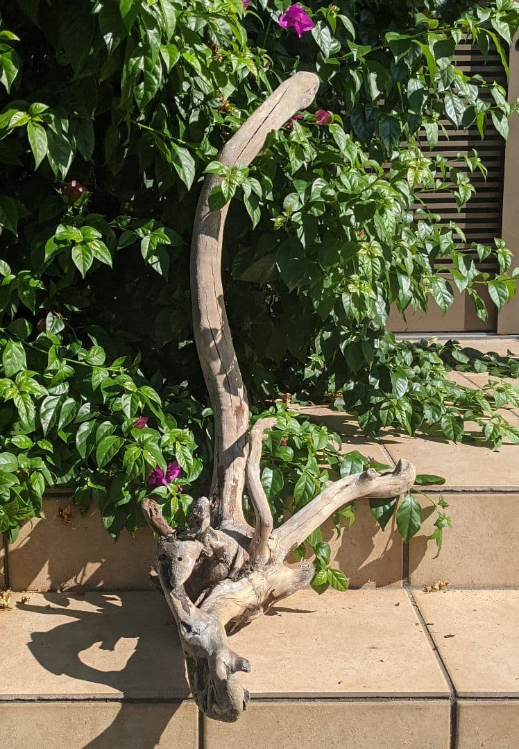 最終価格!!AX18【超大型流木】ロックガーデン向き/爬虫類等レイアウト/洗浄済