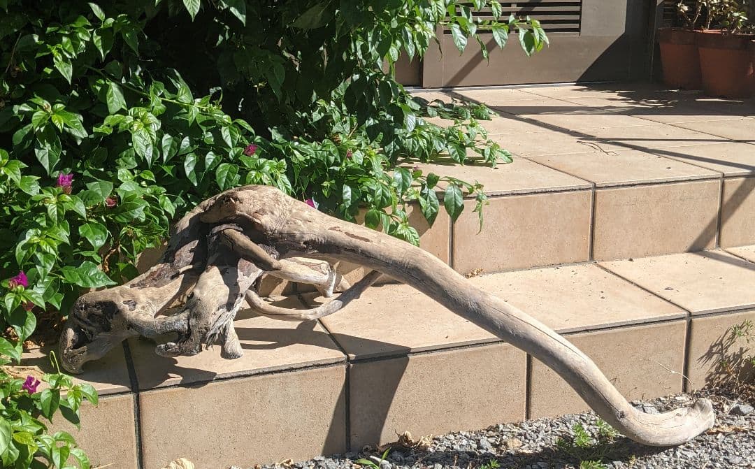 最終価格!!AX18【超大型流木】ロックガーデン向き/爬虫類等レイアウト/洗浄済