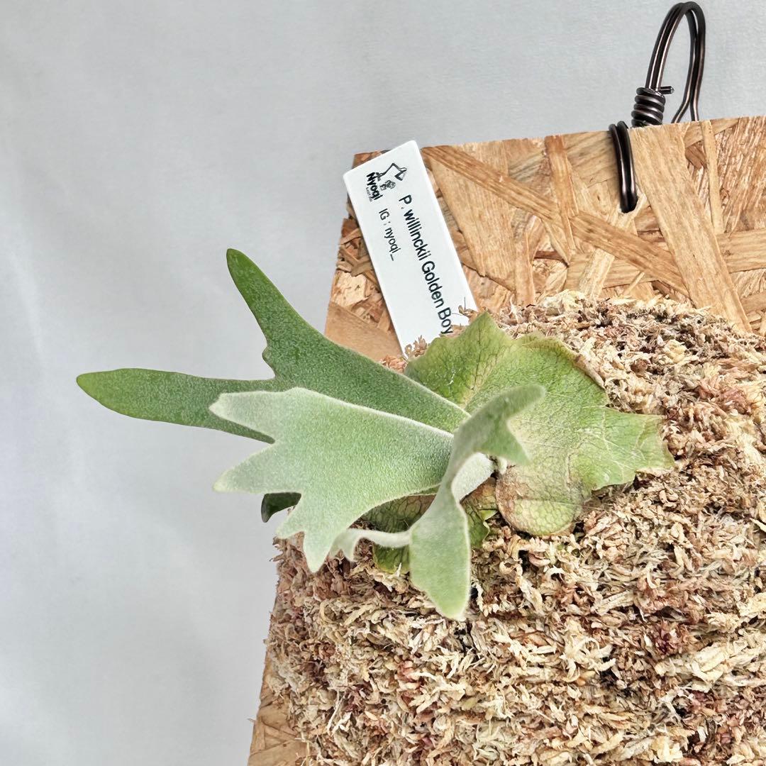 P. wilinckii Golden Boy spore【1】