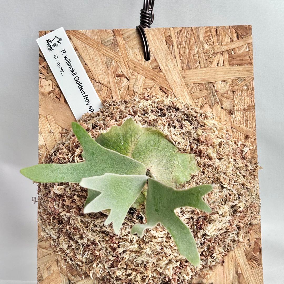 P. wilinckii Golden Boy spore【1】