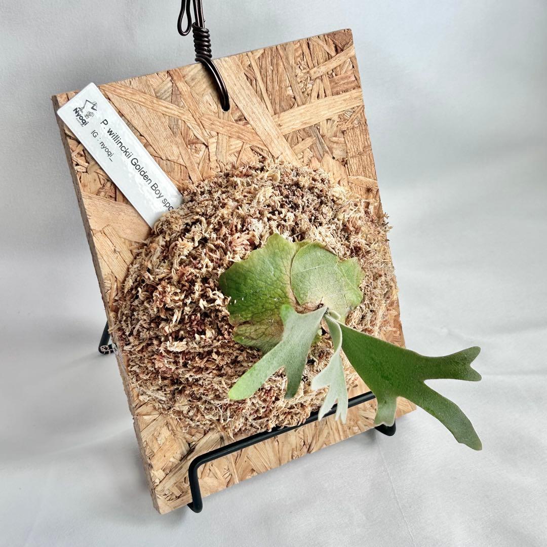 P. wilinckii Golden Boy spore【1】