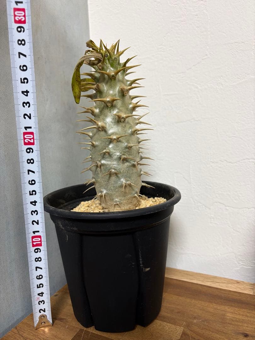 【極太】パキポディウム　アンボンゲンセ